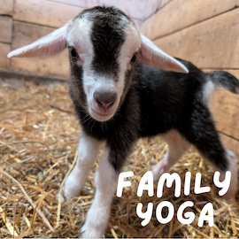 Family Goat & Alpaca Yoga