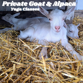 Private Goat Yoga with Candace