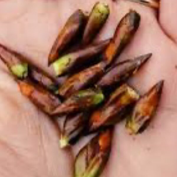 Buds & Berries - Dried Herbs
