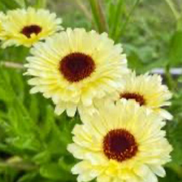 Flowers - Dried Herbs