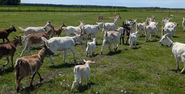 Three Day Goat School