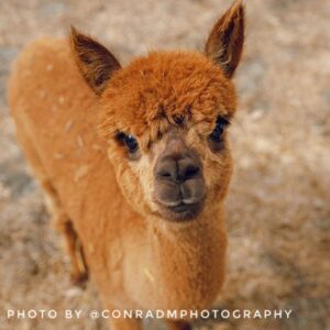Line Dancing with Alpacas