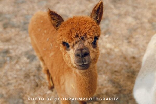 Line Dancing with Alpacas