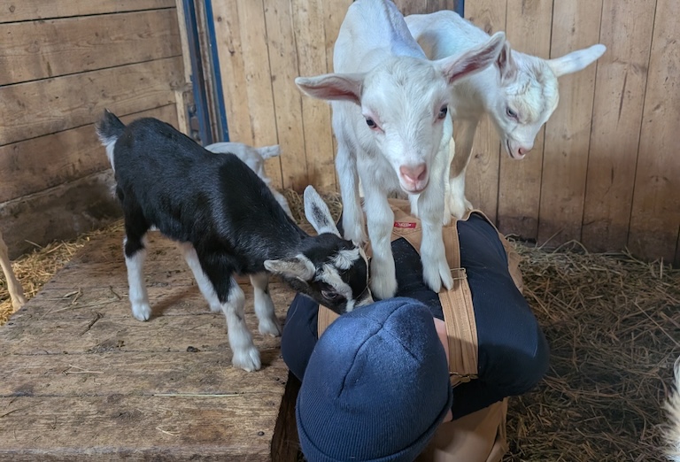 Talk with the Animals